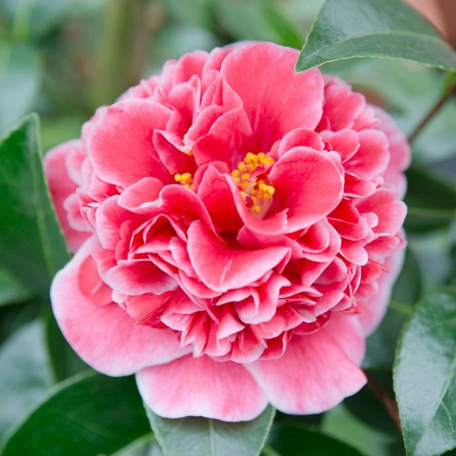 Camellia Japonica 'Volunteer' (PBR)