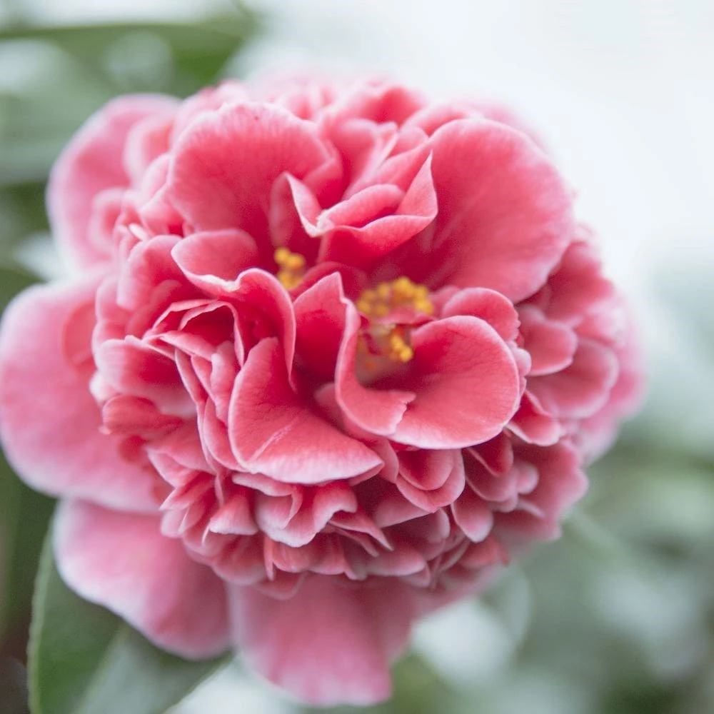Camellia Japonica 'Volunteer' (PBR) - Image 2
