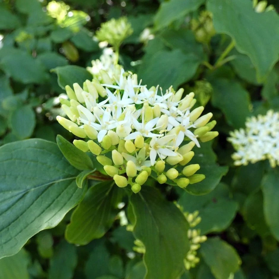 Cornus Controversa 'Pagoda'