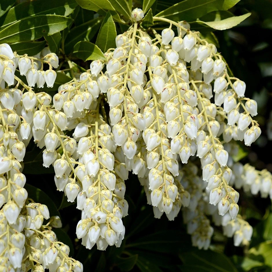 Pieris Japonica 'Purity'