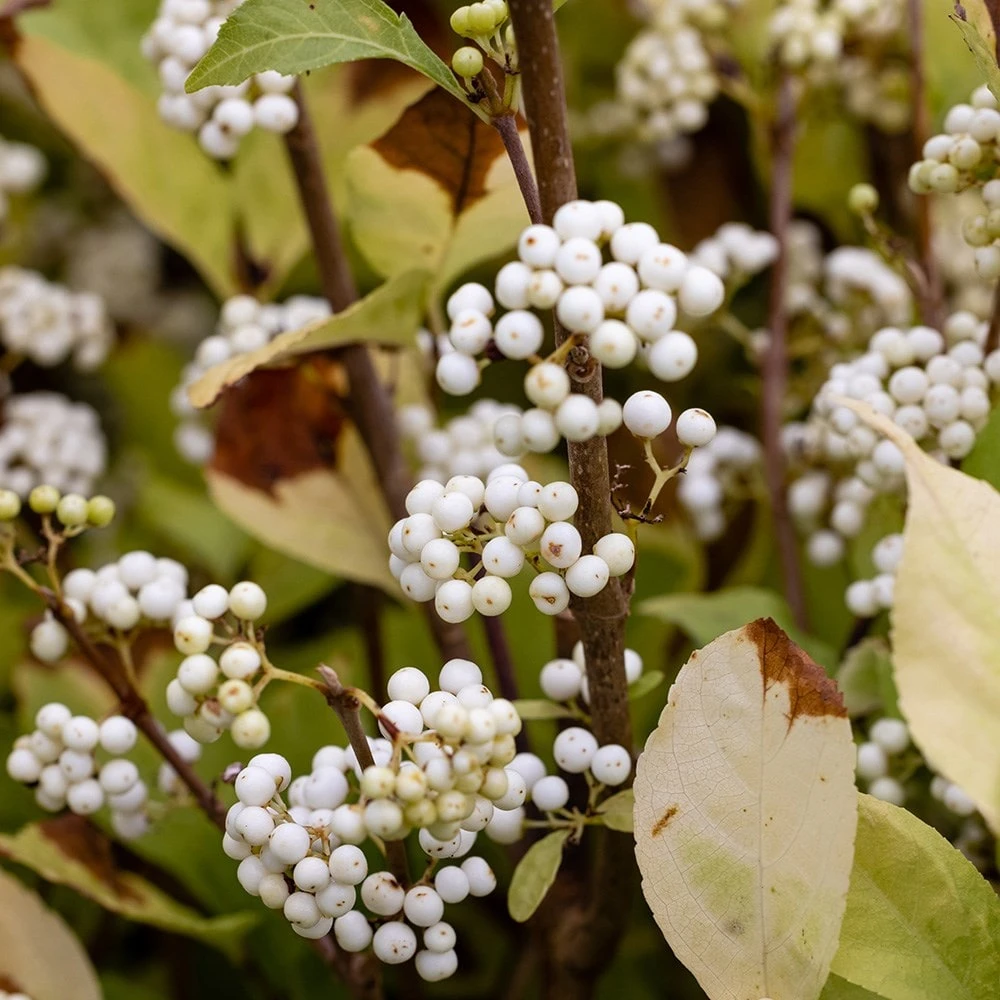 Callicarpa Bodinieri 'Magical Snowstar ('Kolmsnostar') (PBR) - Image 3