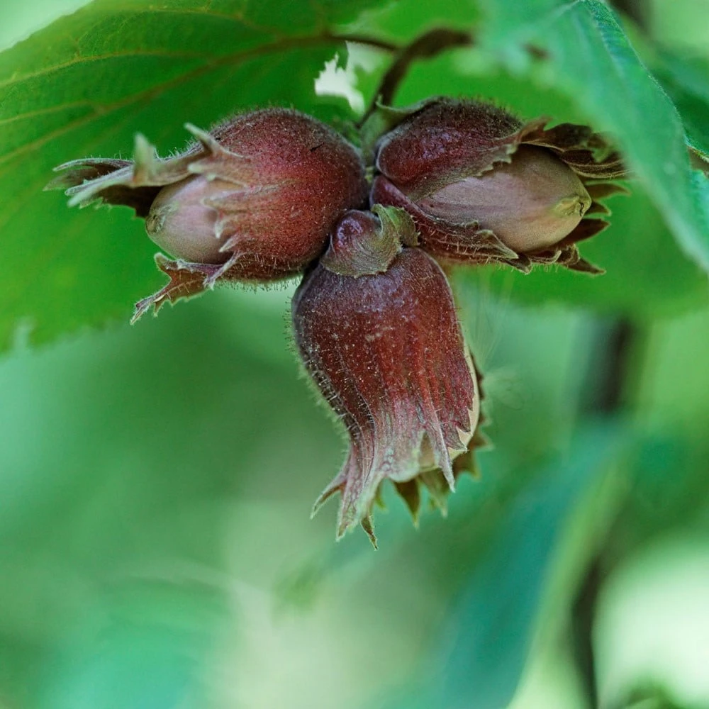 Corylus Avellana - Hazel Hedging - Image 2