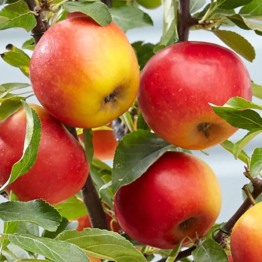 Apple 'Elstar' - Image 2