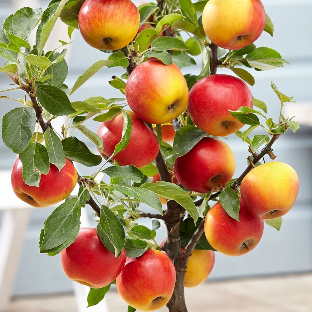 Apple 'Elstar' - Image 3