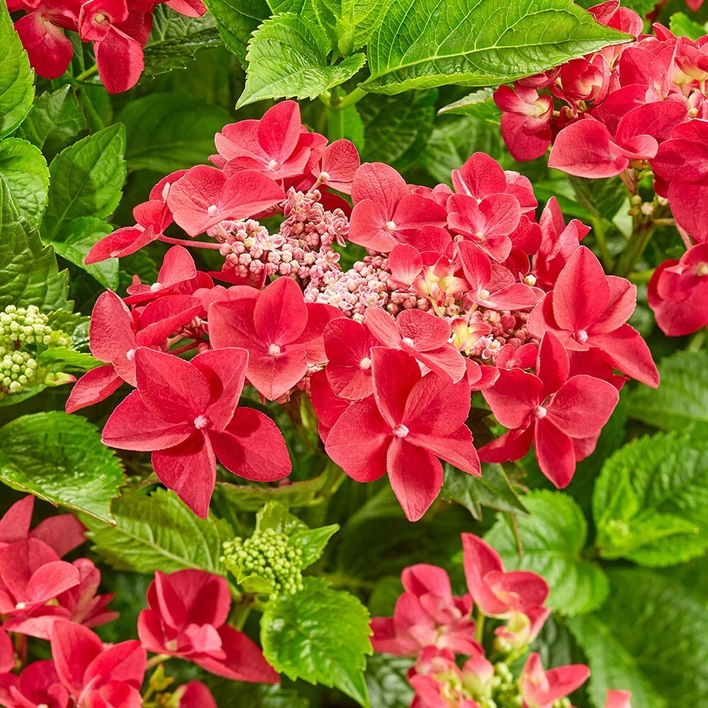 Hydrangea Macrophylla 'Teller Red' - Image 2