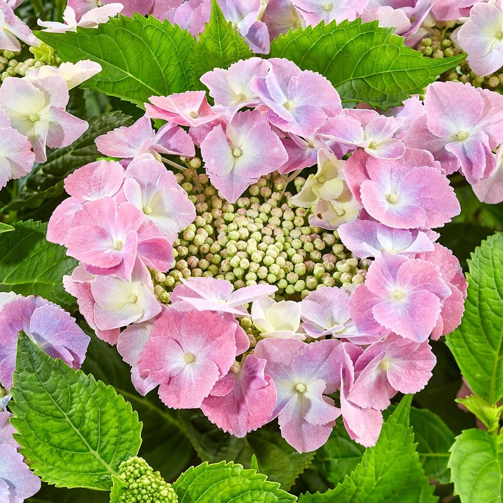 Hydrangea Macrophylla 'Teller Pink' - Image 2