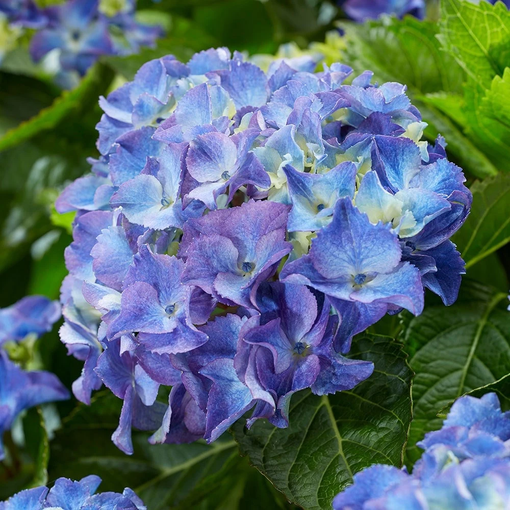 Hydrangea Macrophylla 'Blue' - Image 2