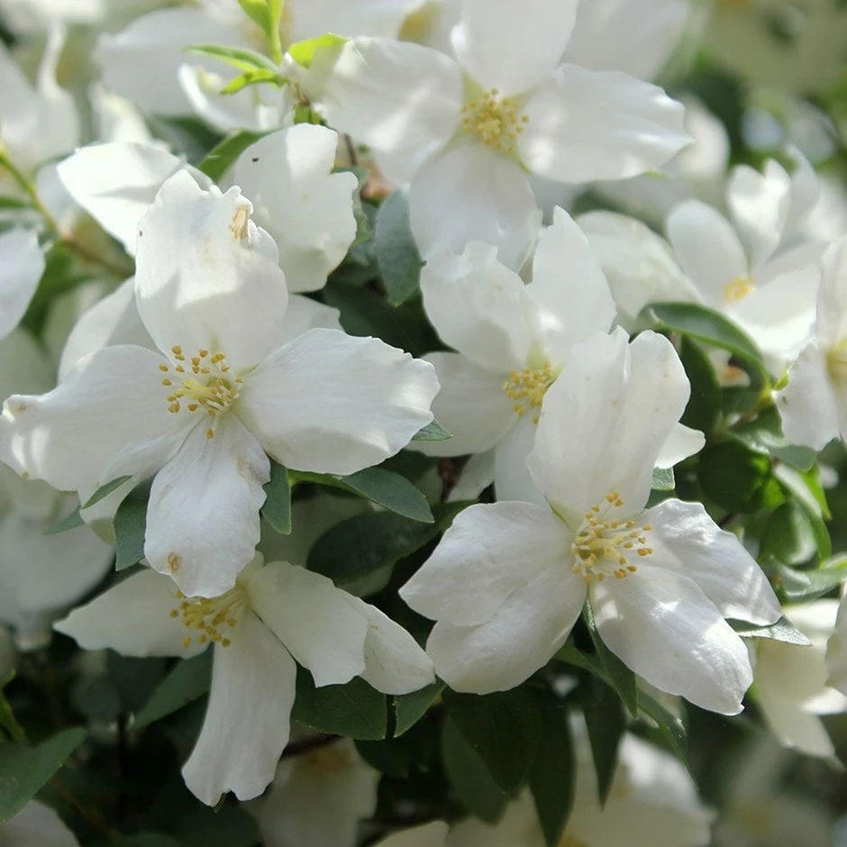 Philadelphus 'Dame Blanche'