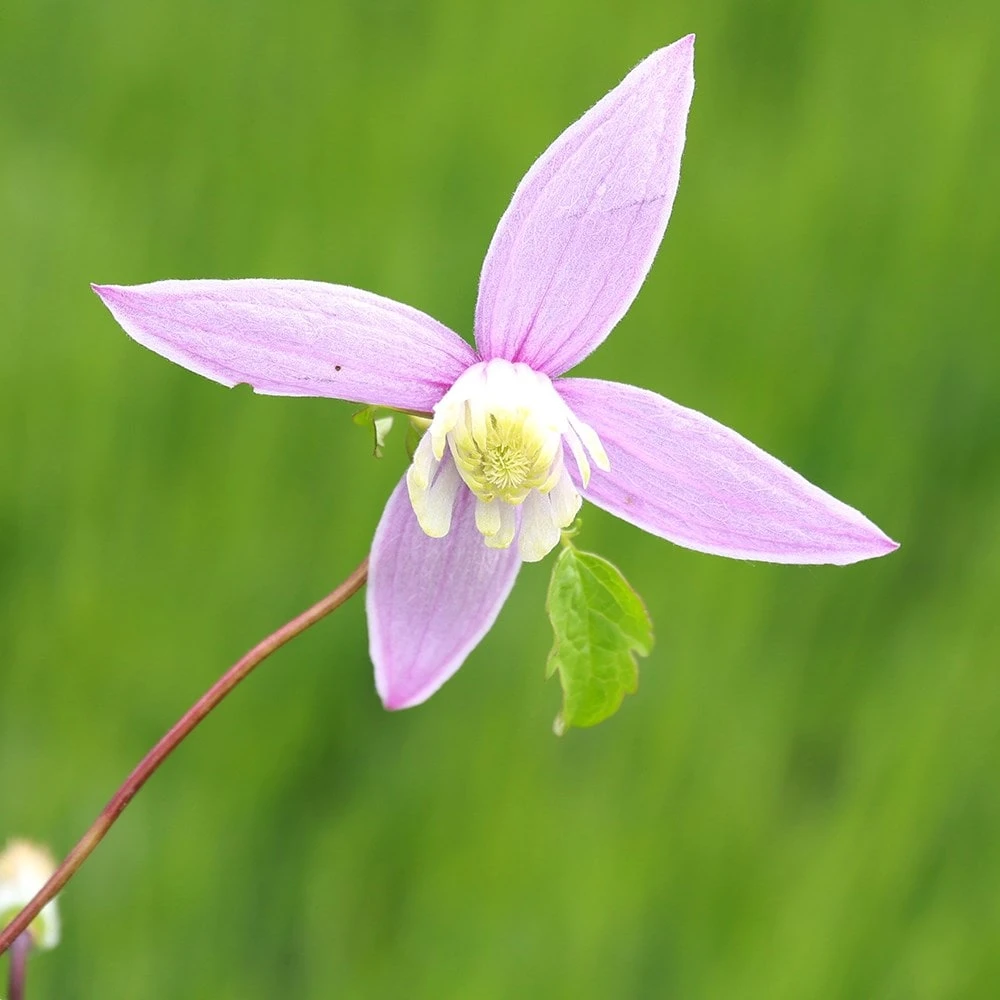 Clematis 'Willy' - Image 2