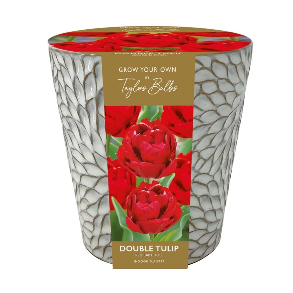 Indoor Tulip Ceramic Planter Gift Set