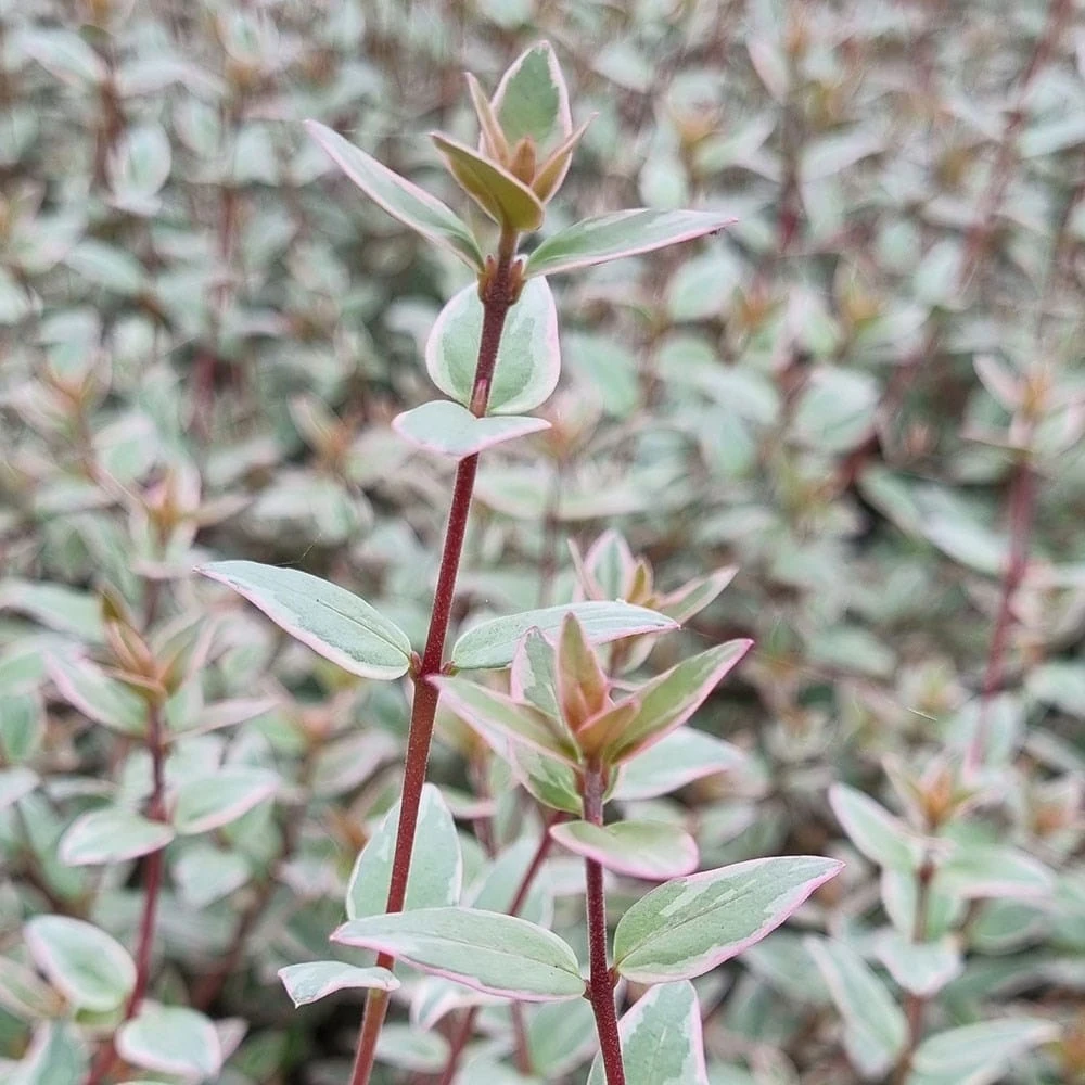 Ugni Molinae 'Flambeau' - Image 2