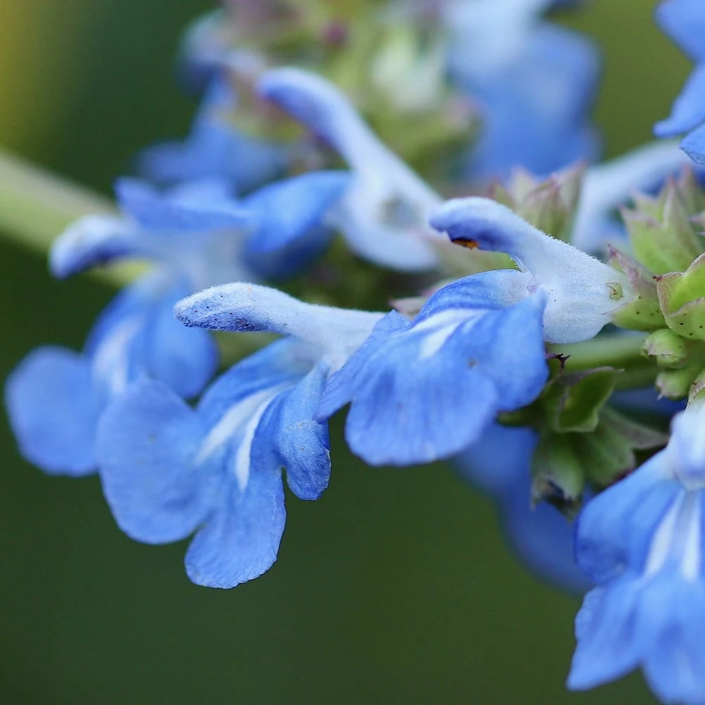 Salvia Uliginosa - Image 2