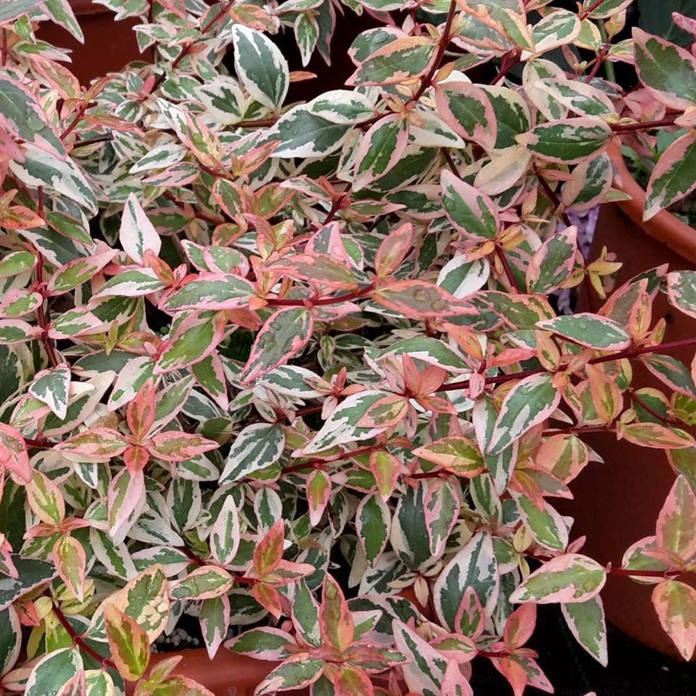 Abelia × Grandiflora Tricolor Charm ('Mincautri') (PBR) - Image 2