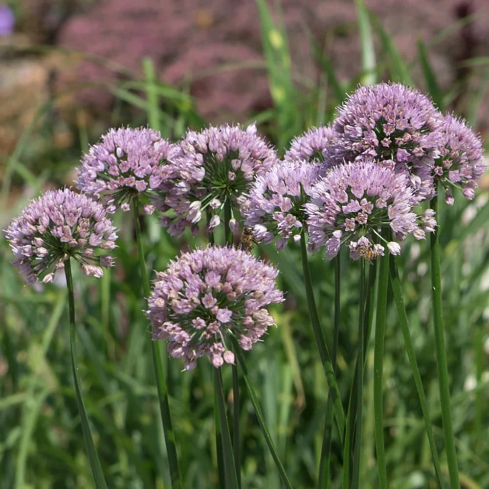 Allium Angulosum 'Summer Beauty' - Image 2