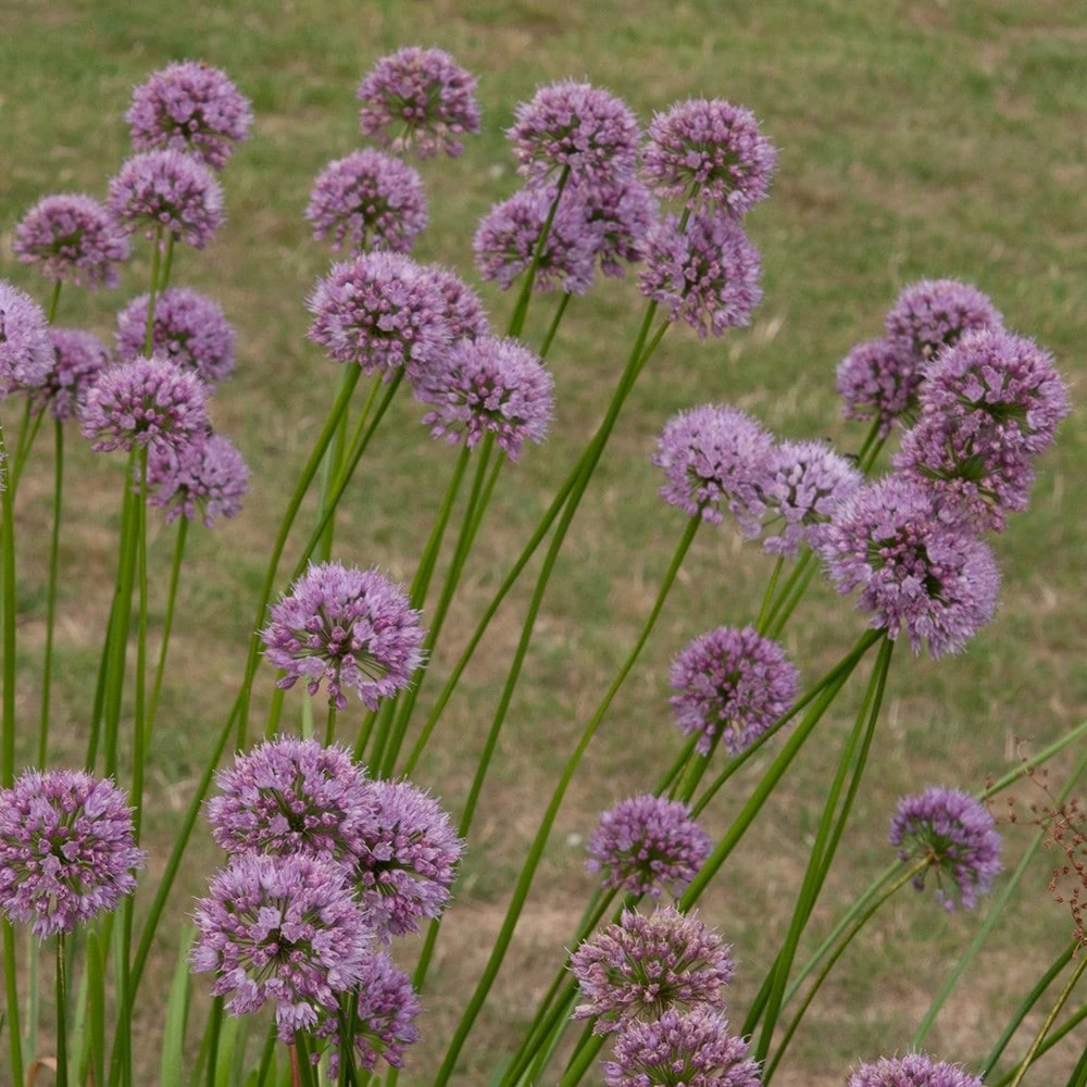 Allium Angulosum 'Summer Beauty' - Image 3