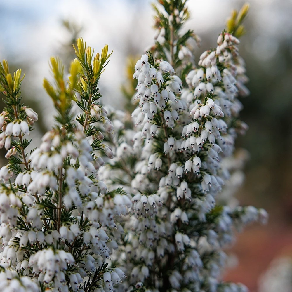 Erica × Veitchii 'Gold Tips' - Image 2