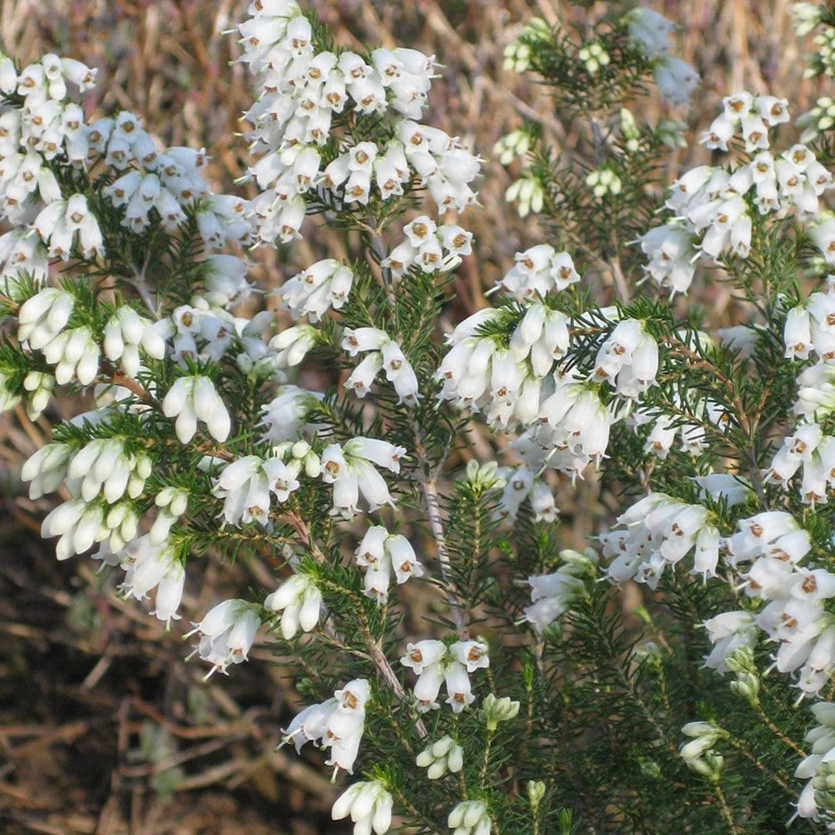 Erica Arborea Var. Australis F. Albiflora 'Polar Express'