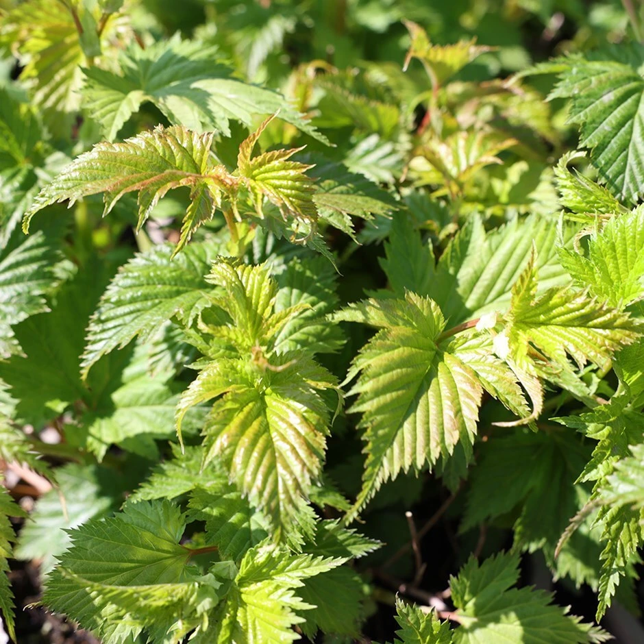 Stephanandra Tanakae