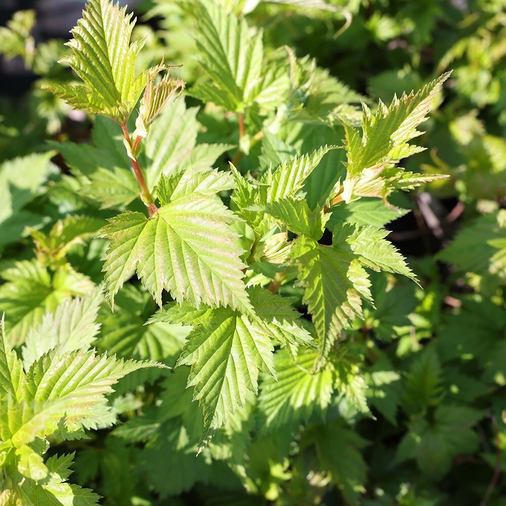 Stephanandra Tanakae - Image 2