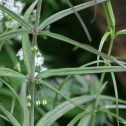 Polygonatum verticillatum 'Giant One'