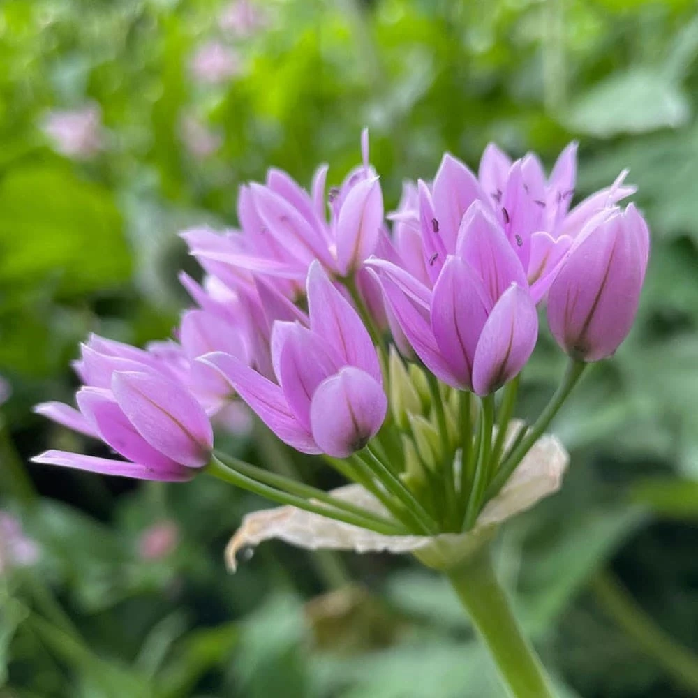 Allium Senescens Subsp. Glaucum - Image 2