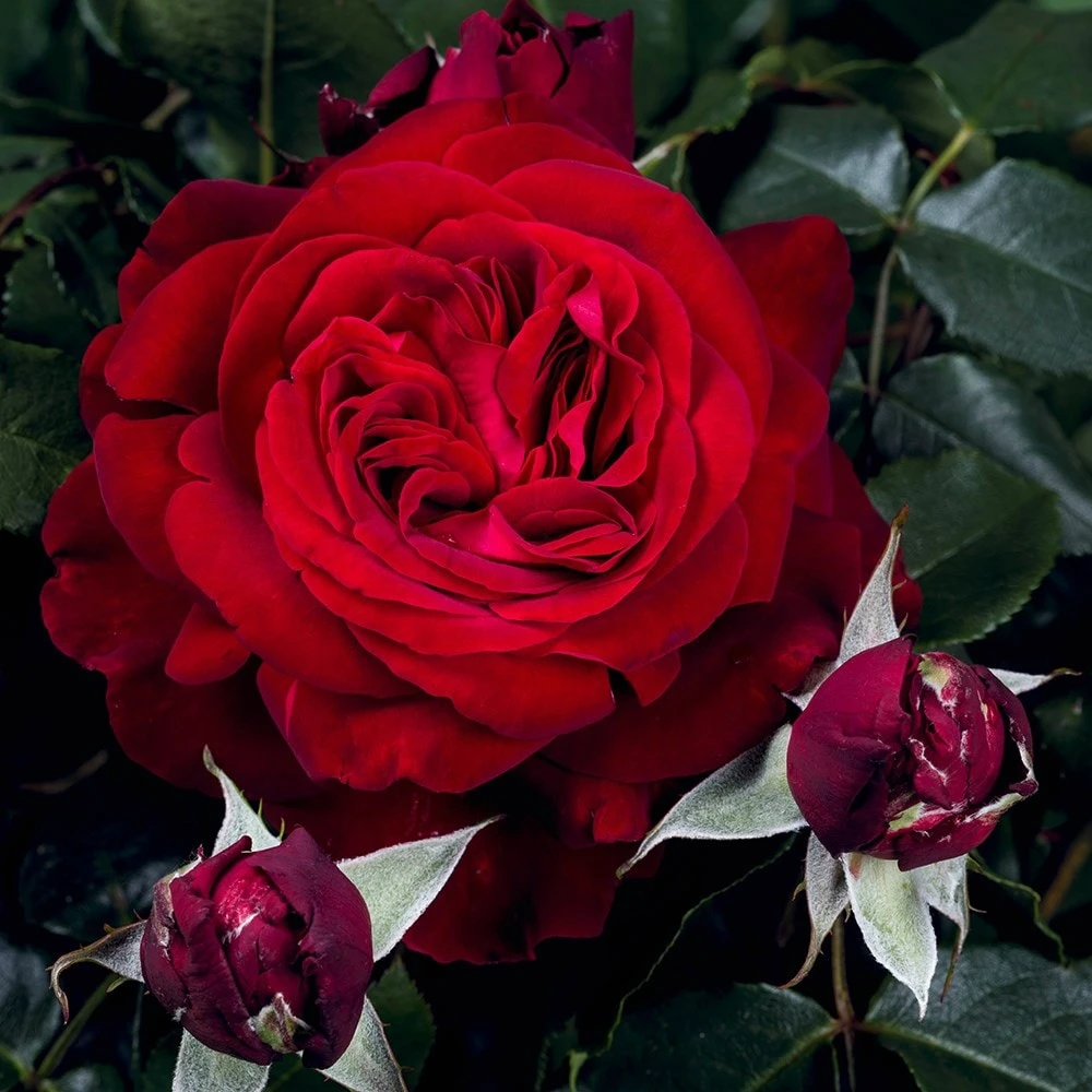 Rosa Admiral ('Tan08996') (PBR) - Image 2