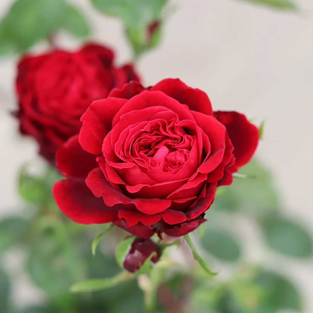 Rosa Admiral ('Tan08996') (PBR) - Image 3