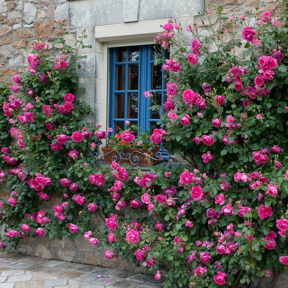 Rosa 'Pink Cloud' - Image 3