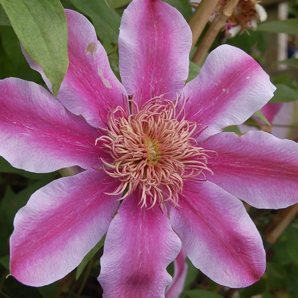 Clematis Empress ('Evipo011') (PBR) - Image 2