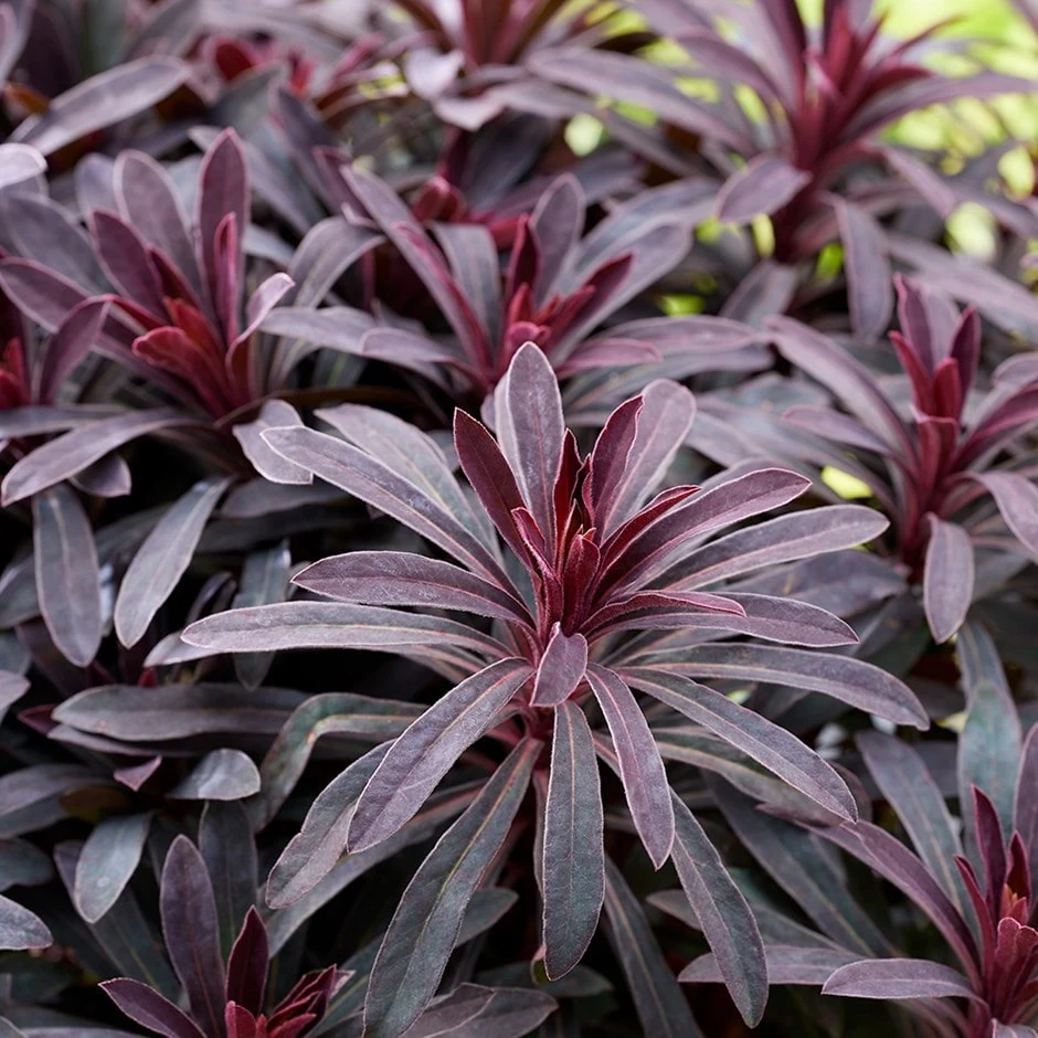 Euphorbia 'Miners Merlot' (PBR)