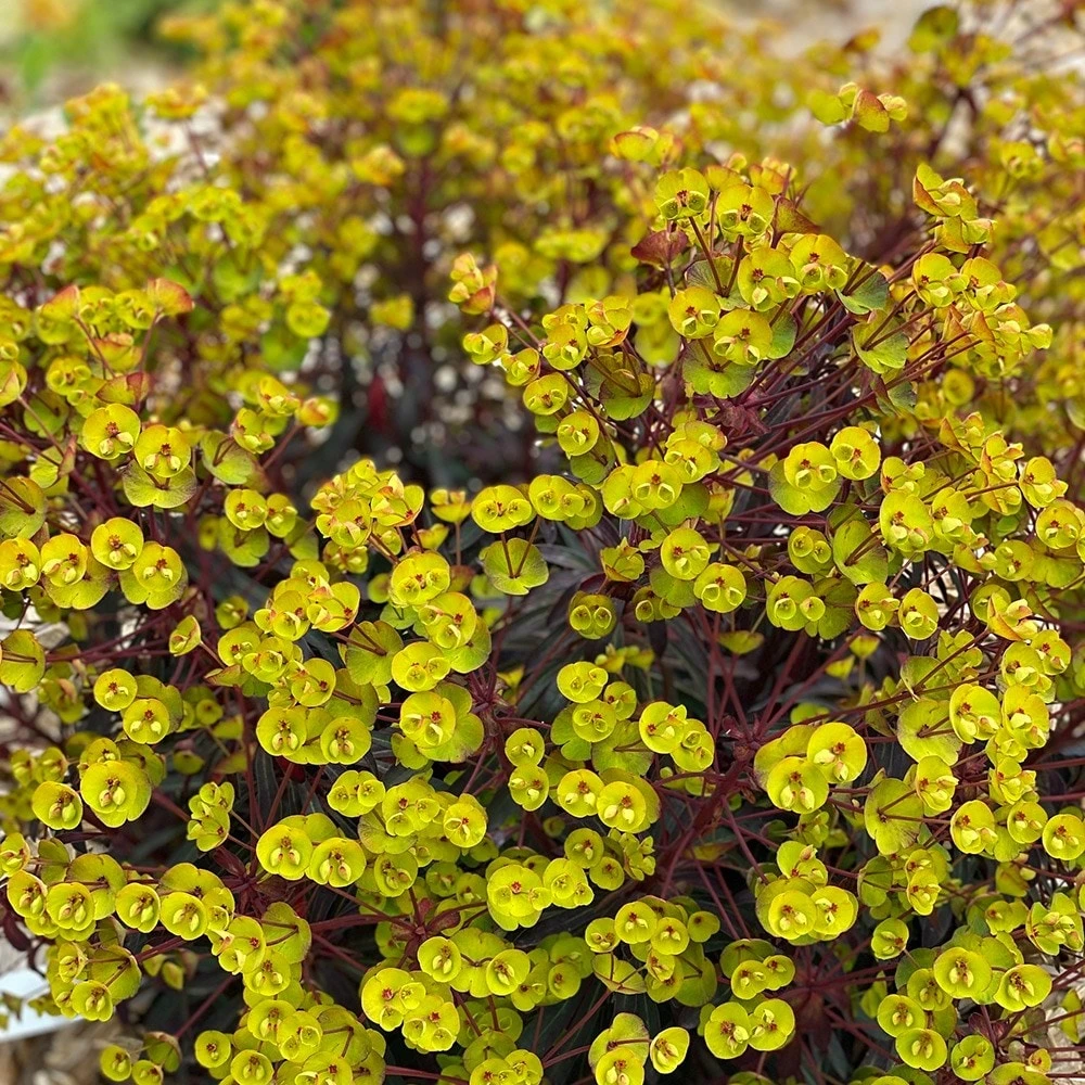 Euphorbia 'Miners Merlot' (PBR) - Image 2