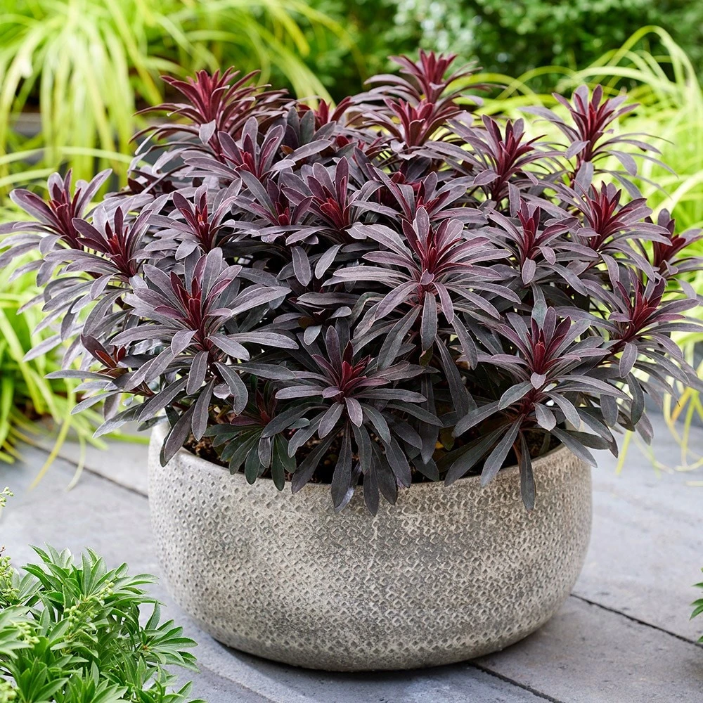 Euphorbia 'Miners Merlot' (PBR) - Image 3