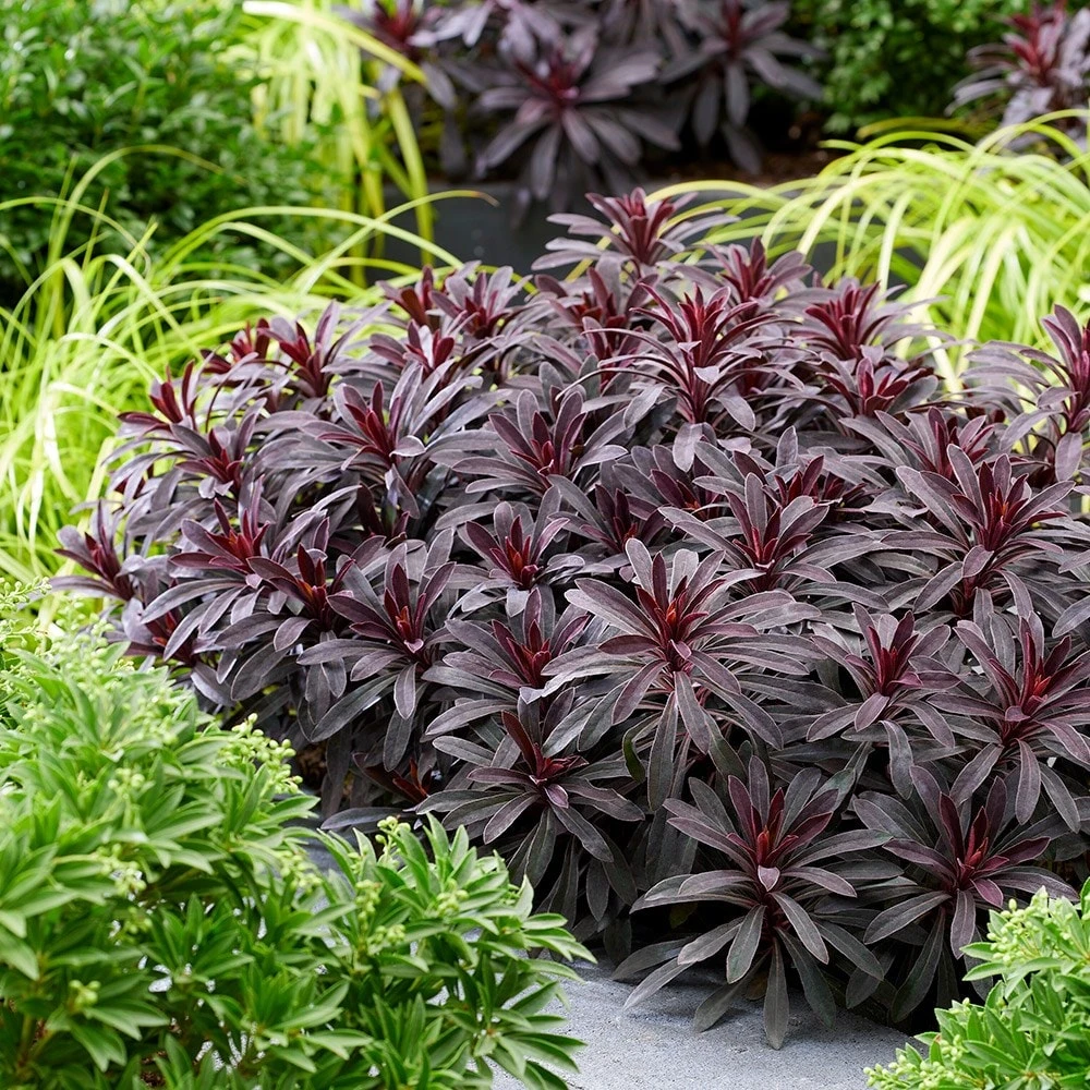 Euphorbia 'Miners Merlot' (PBR) - Image 6