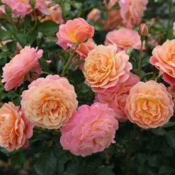Rose Of The Year 2023Rosa Peach Melba