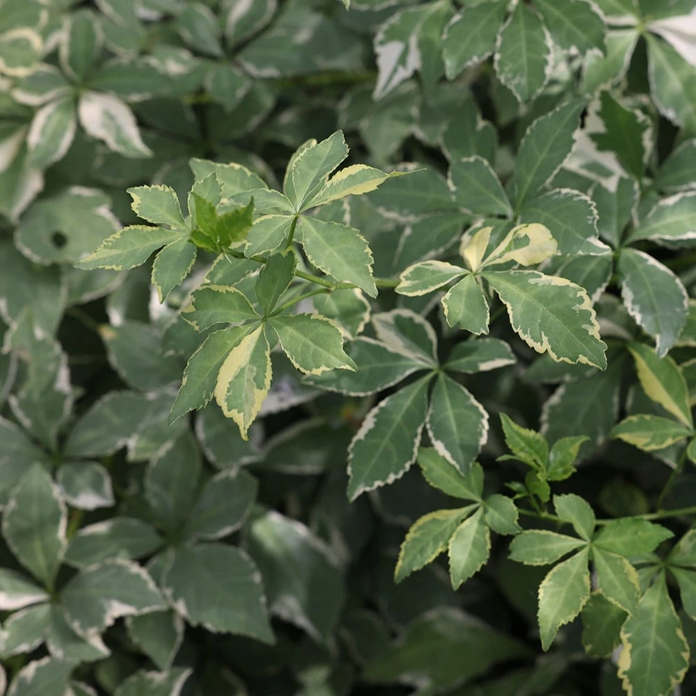 Eleutherococcus Sieboldianus 'Aureovariegatus' - Image 2