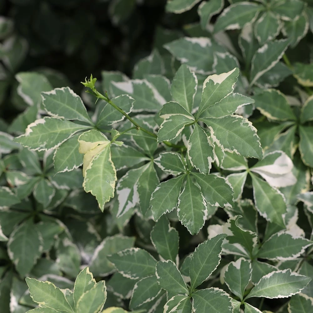 Eleutherococcus Sieboldianus 'Aureovariegatus' - Image 3