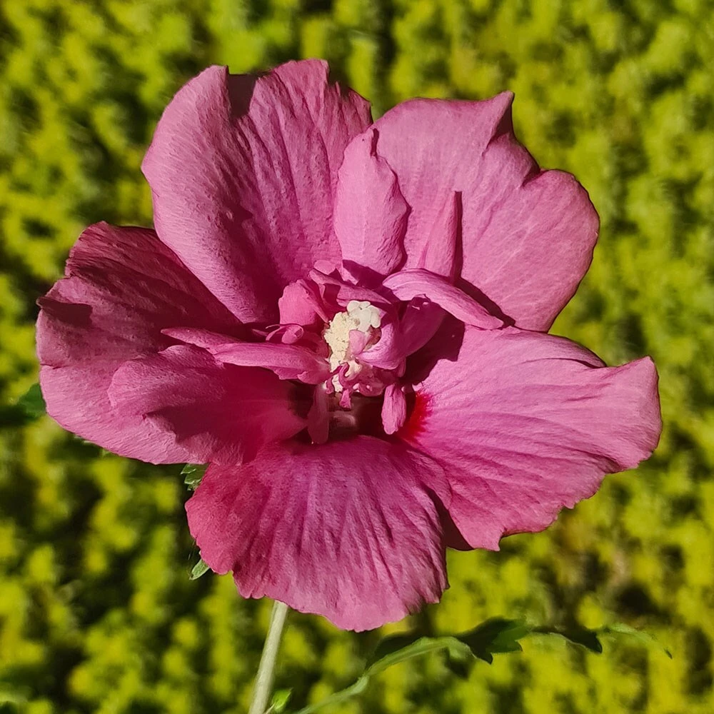 Hibiscus Syriacus Flower Tower Ruby ('Gandini Van Aart Ruby') (PBR) - Image 3