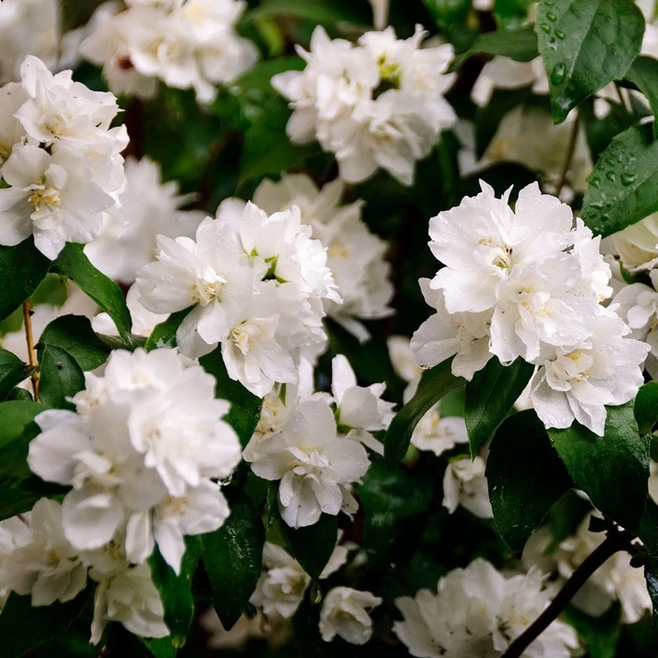 Philadelphus 'Minnesota Snowflake'