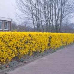 Forsythia 'Lynwood Variety' - Flowering Hedging