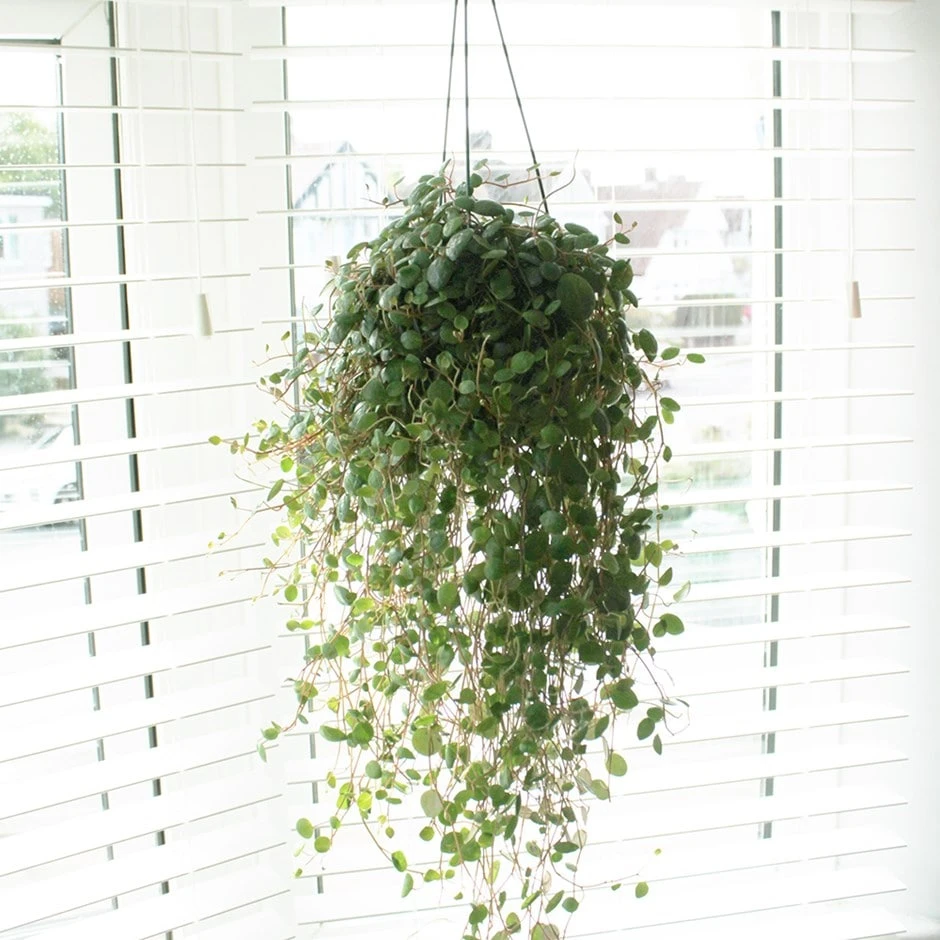 Peperomia 'Pepperspot'