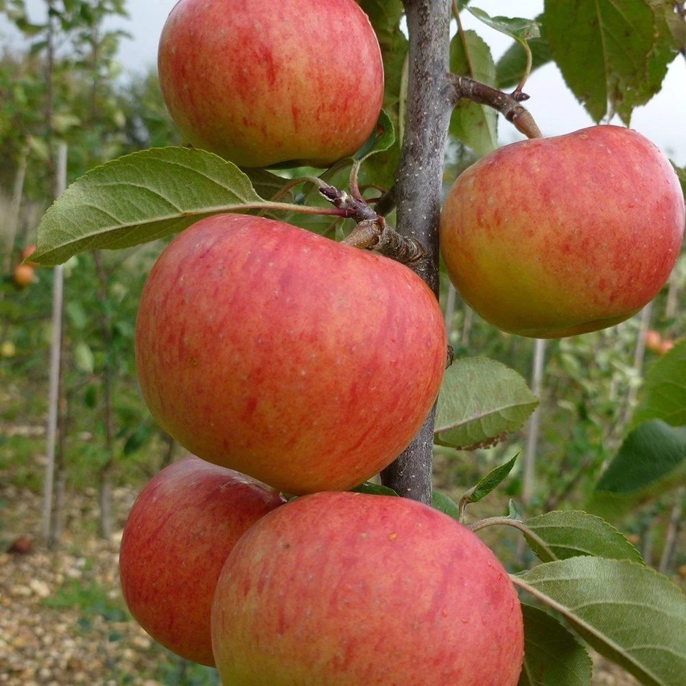 Apple 'Jupiter' (PBR) - Image 2