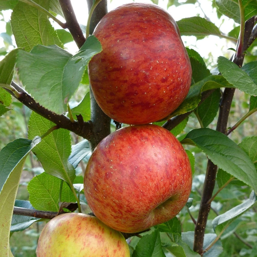 Apple 'Pixie' - Image 2