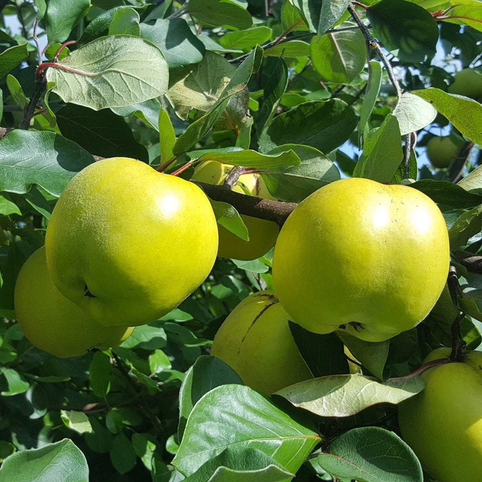 Quince 'Leskovac'