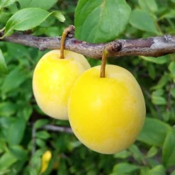 Plum 'Golden Sphere'