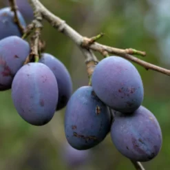 Damson 'Prune Damson'
