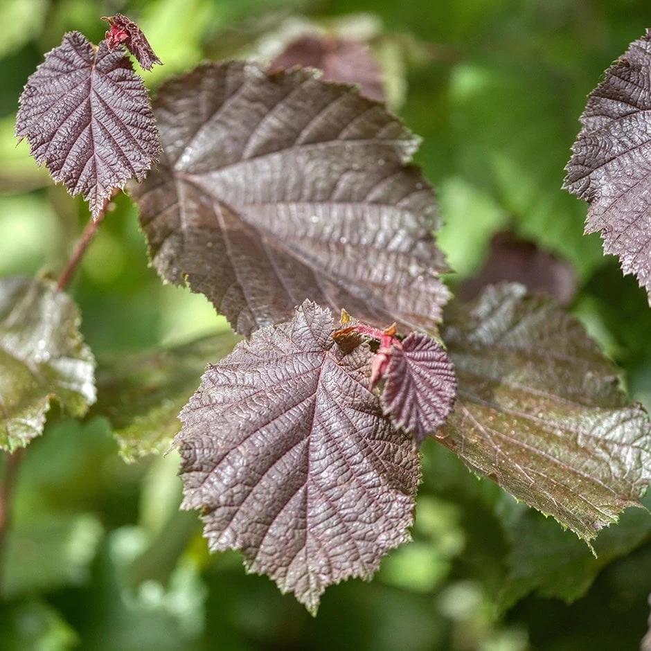Cobnut 'Rote Zellernuss'