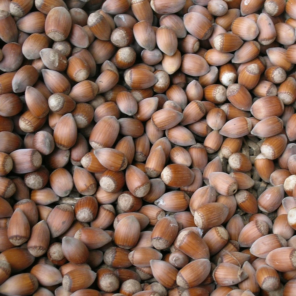 Cobnut 'Rote Zellernuss' - Image 2