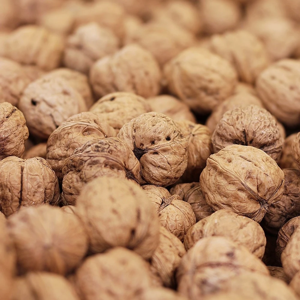 Walnut 'Buccaneer' - Image 2