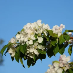 Malus 'Montreal Beauty'