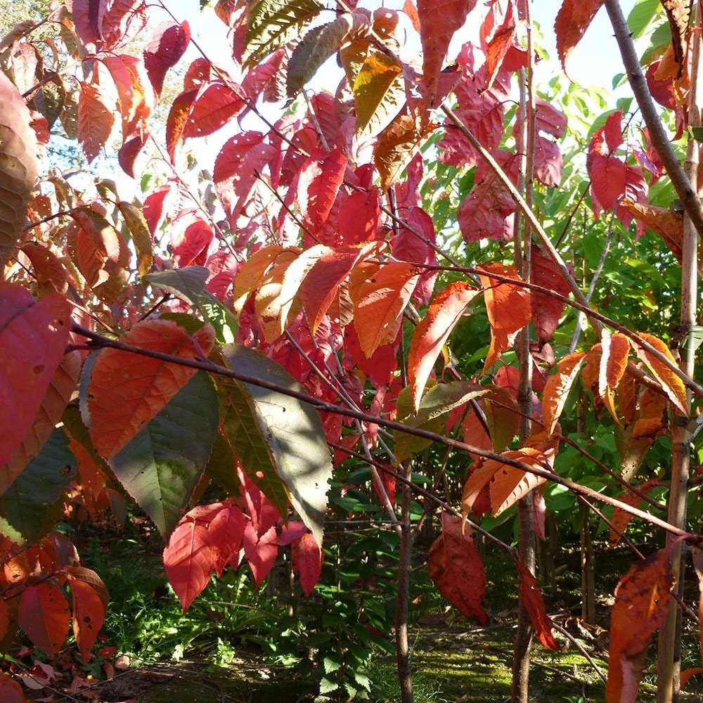 Prunus Sargentii 'Charles Sargent' - Image 2
